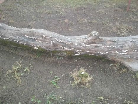 Горіховий стовбур 1
