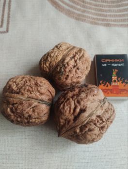 Саджанці великого горіху 1