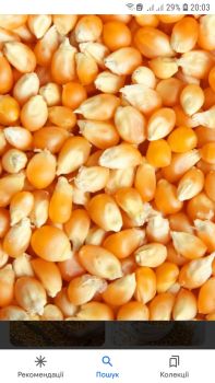 Кукурудза 1