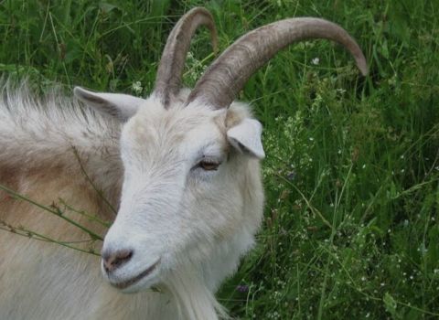 Біла коза 1