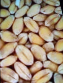 Пшениця  цьогорічна 1