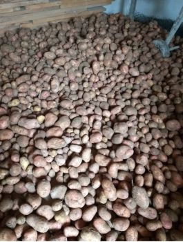 Домашня картопля 1