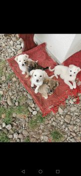 Віддам цуцеят 1