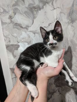 Віддамо кіточку 3