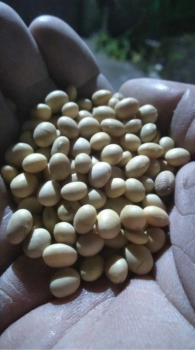 Соя на корм