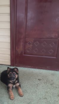 Цуценя німецька вівчара 1