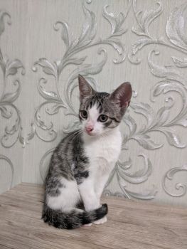 Віддамо котиків, хлопчики 1