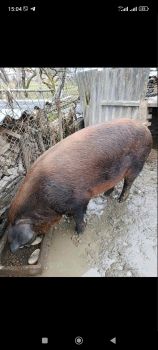 Свиня жива вага 1