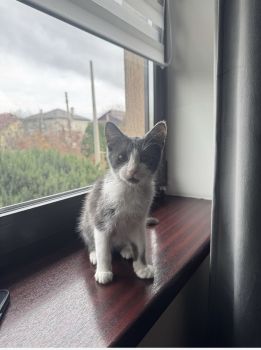 Віддам кошеня котика кіт 2