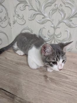 Віддамо котиків, хлопчики 3