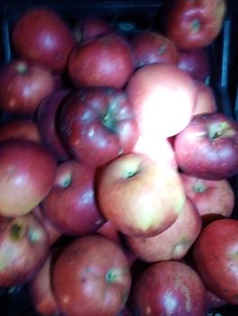 Яблука сорту Джонатан 1