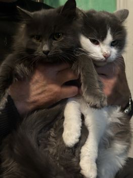 Віддам в добрі руки 1