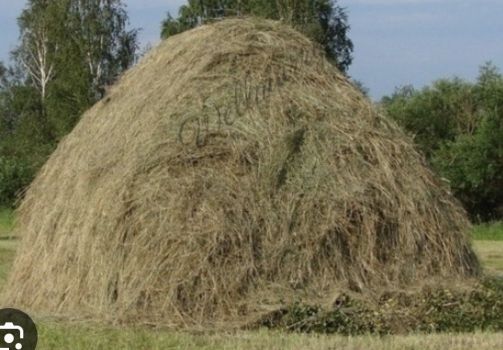 Сіно 1