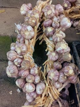 Озими часник 1