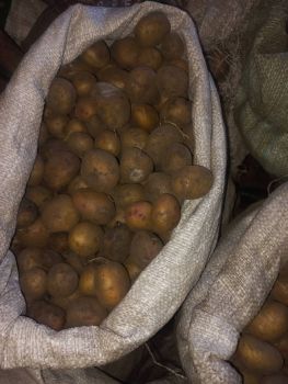 Дрібна картопля 1