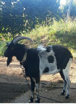 Цап Гріша 2,5 років 1