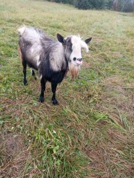 Цап 1,5 року 1