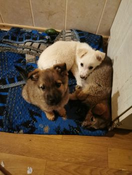 Віддам цуценяток 1