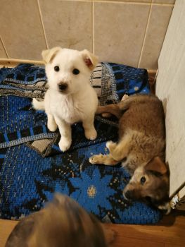 Віддам цуценяток 2