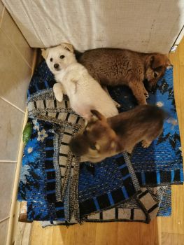 Віддам цуценяток 3