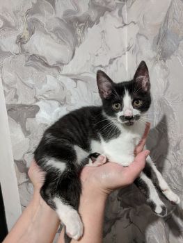 Віддамо кіточку