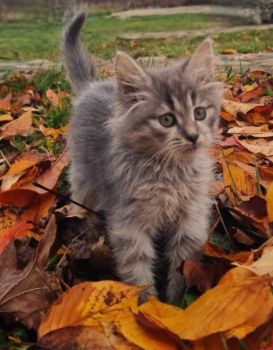 Віддам кошеня 1