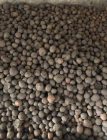 Дрібна картопля 1