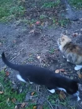 Котики 5 місяців 1