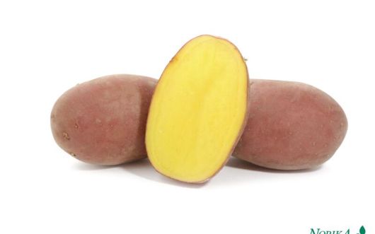 Картопля  Балтик Роуз 1