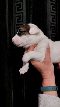 Метиси бультер'єра 2