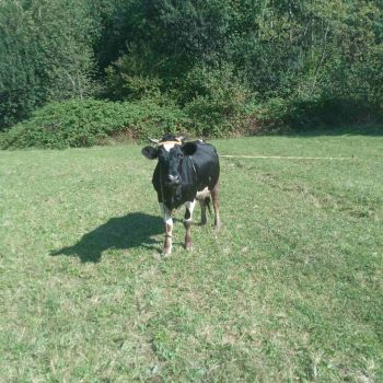 Корова 2
