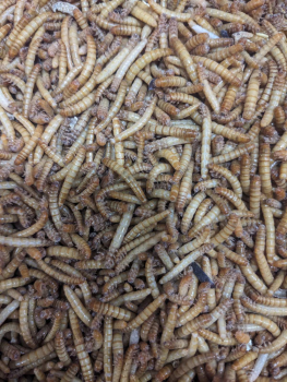 Борошняний хрущак. 1