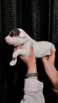 Метиси бультер'єра 1