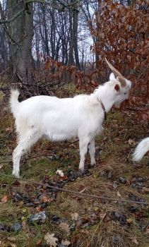 Цап для покриття. 2