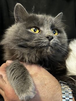 Віддам в добрі руки 2