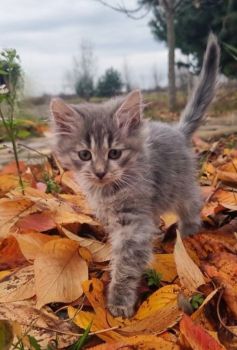 Віддам кошеня 2