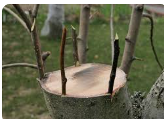 Щепи яблуні