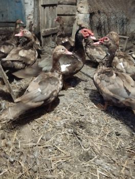 Індокачки 1