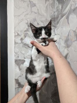 Віддамо кіточку 2