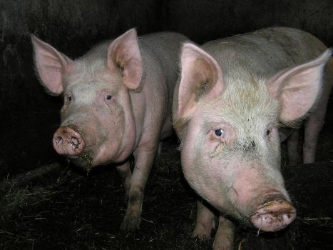 Свиня домашнє годуван 1