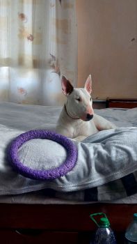 Метиси бультер'єра 3