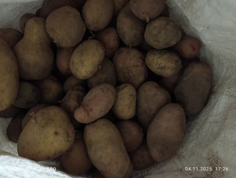 Велика картопля 1