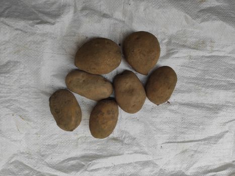Картопля велика 1