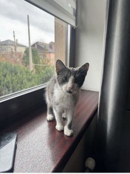 Віддам кошеня котика кіт 1