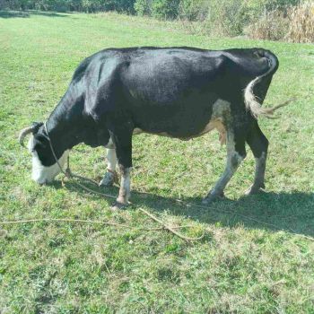 Корова 3