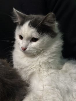 Віддам в добрі руки 3