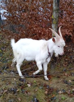 Цап для покриття. 1