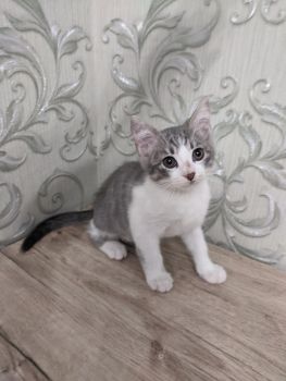 Віддамо котиків, хлопчики 2