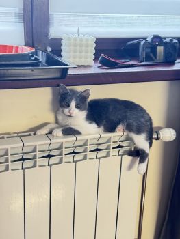 Віддам в добрі руки кошеня 1