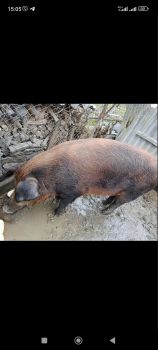 Свиня жива вага 2